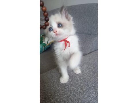 Son Bir Safkan Ragdoll