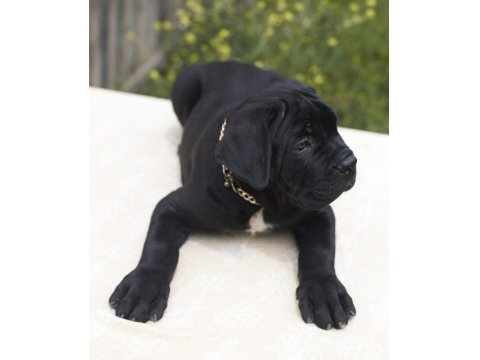 Irk Ve Sağlık Garantili Şecere Belgeli Cane Corso
