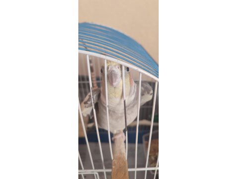 2 Yaşında Erkek Sultan Papağanı Acil