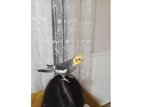 Sultan Papağanı Takım Erkek Konuşuyor