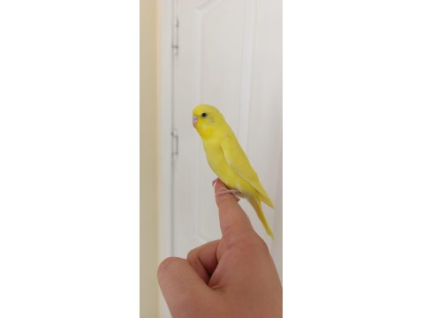 1 Aylık Yavru Dişi Muhabbet Kuşu