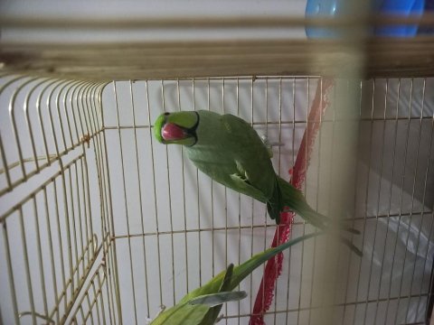 Erkek Pakistan Papağanları