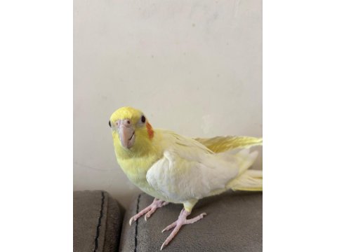 Dişi Sultan Papağanı Ve Kafesi