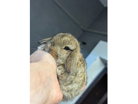 Safkan Hollanda Cüce Ve Mini Lop Tavşan Yavruları