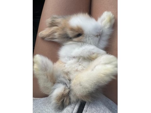 Hollanda Lop Tavşanı