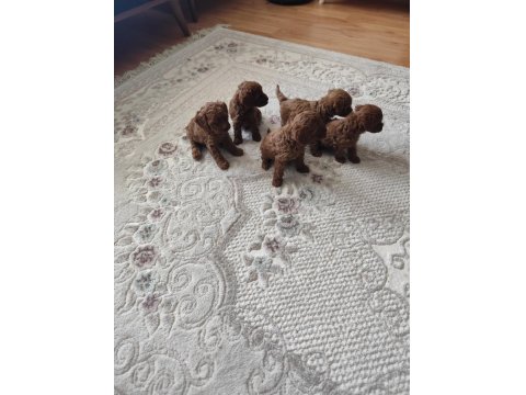 Toy Poodle Bebişler