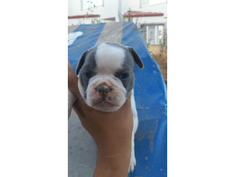 2 Haftalık French Bulldog Yavrularımız