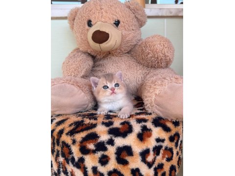 Safkan British Shorthair Golden Point Yavrular