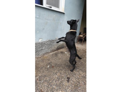 Belçika Kurdu 5 Erkek 1 Dişi