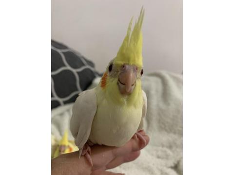 Yavru Ele Alışkın Sultan Papağanı
