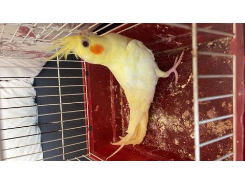 Yavru Sultan Papağanları