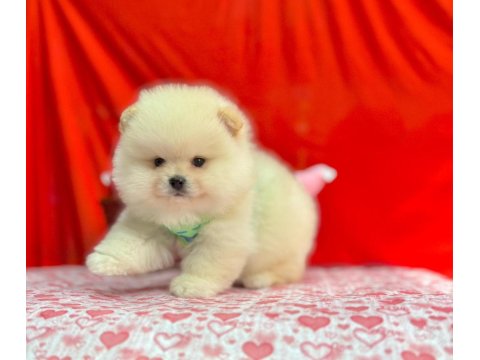 Safkan Pomeranian Boo Yavrularımız