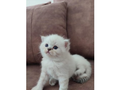 Ayi Surat British Shorthair Yavrular