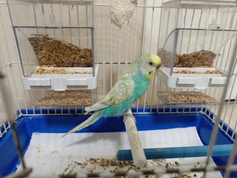 Evcil Ve Alışkındır Çocuklu Aileler Ve Üreticiler İçin On Numara Fiyat