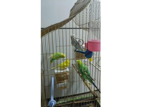 5 Adet Muhabbet Kuşu 2 Takım Var Bir Adet Tek Dişi Var