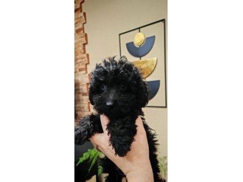Oyuncak Siyah Poodle Yavrularımız