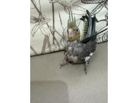 Yavru Ev Beslemesi Sultan Papağanları