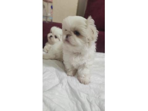 2 Aylık Pekingese Yavrular