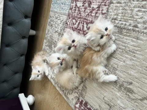 2 Aylık Erkek-Dişi İran Kediler