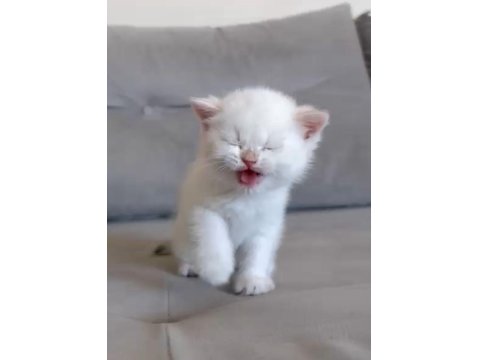 Muhteşem Kan Hattına Sahip British Shorthair Bebeklerim