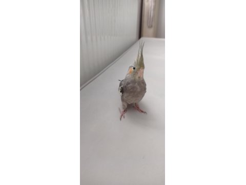 Erkek Yavru Sultan Papağanı 3 Aylık Ele Alışık Evcil Papağanımız