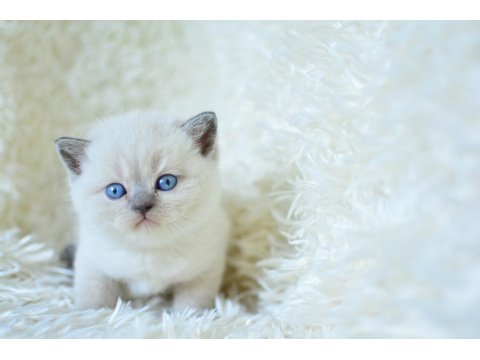 Muhteşem Blue Point British Shorthair