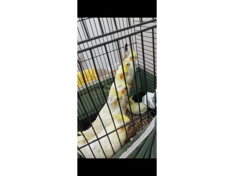 Yeme Düşmek Üzere El Besleme Yavru Sultan