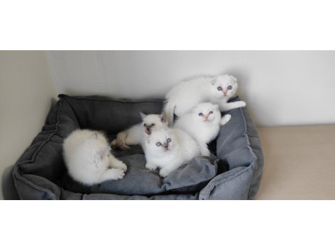 British Shorthair Yavruları