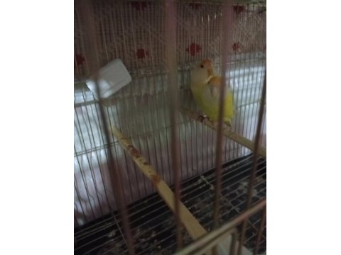 Lutino Kırmızı Göz Sevda Papağanı Çifti