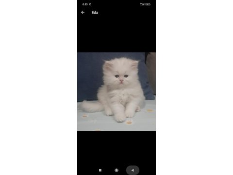 Özel Safkan Irk Chinchilla