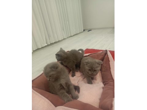 British Kedi Ve Scottish Kediler