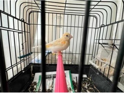 Erkek Al Mozaik Kanarya (2025)