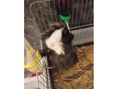 5 Aylık Dişi Ginepig
