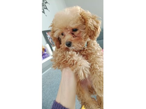 3 Aylık Toy Poodle