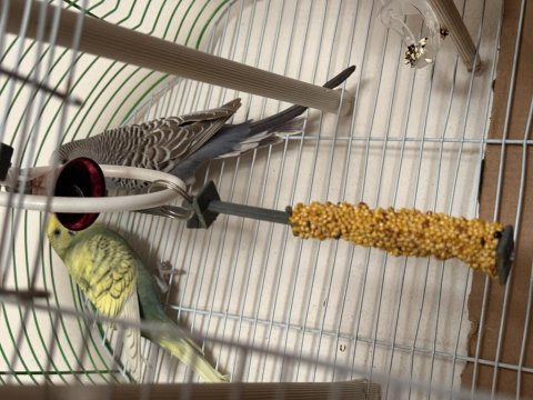 Çift Muhabbet Kuşumuz