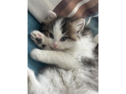 1.5 Aylık British Longhair Melek Gibi Yavru