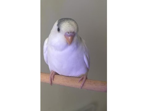 3 Aylık Erkek Muhabbet Kuşu