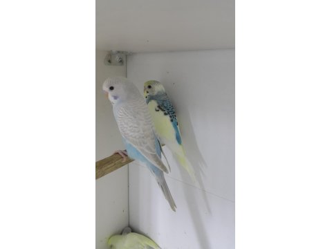 Alıştırmalık Ve Konuşturmalık Kuşlar 33 Günlük Bebekler