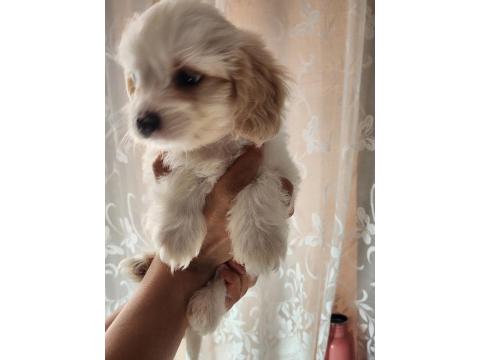 52 Günlük Köpeklerimiz