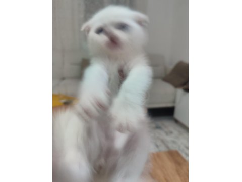 Yavru Kedilerimiz Yeni Yuvaları İçin Hazır