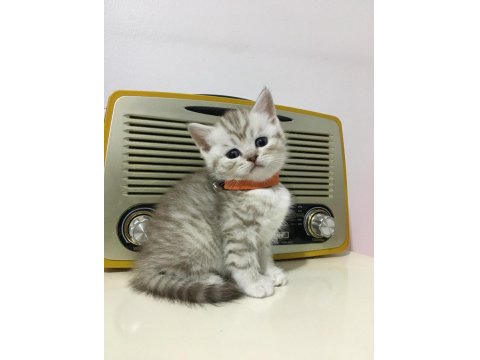 British Longhair Golden Ve Red Point Yavrularımız