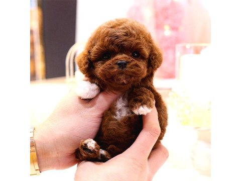 Toy Poodle Köpeği Yavrular
