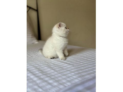 British Shorthair Golden Point