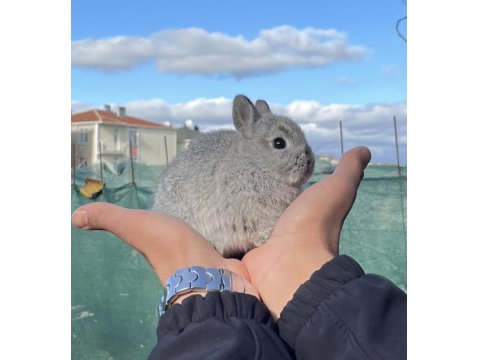 Mükemmel Kalite Cüce Tavşan
