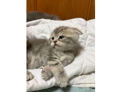 British Ve Scottish Shorthair Kediler