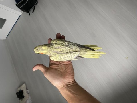 Bebek Sultan Papağanlar