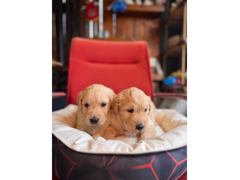 Burkem Çiftliğimizden A Kalite Golden Retriever