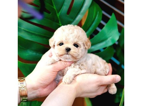 Birbirinden Güzel Toy Poodle Yavrularım