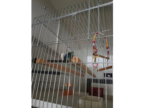 Sevda Cennet Papağanı