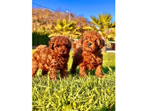 Poodle Çiftliğinden Toy Poodle Yavrularımız